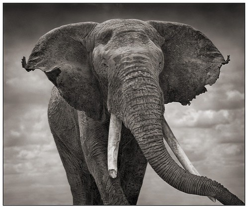 elephant gray