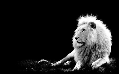 black and white photos of animals. art, lack and white