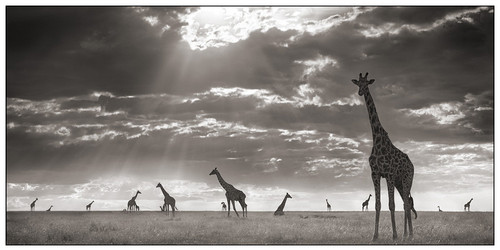 animal,  animals and  giraffe