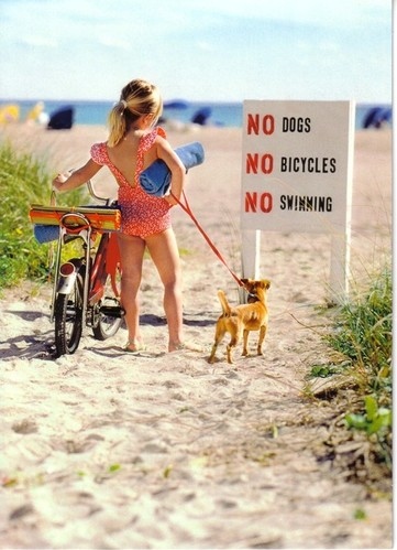 animal, beach and bici