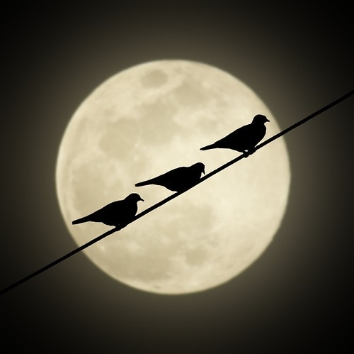 animals, bird and bird moon