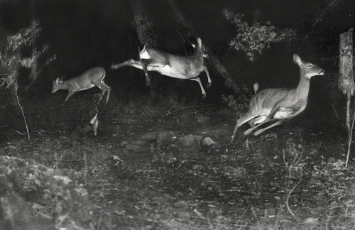 animals, black and white and deer