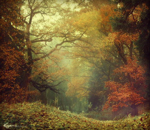 autumn, colour and fall