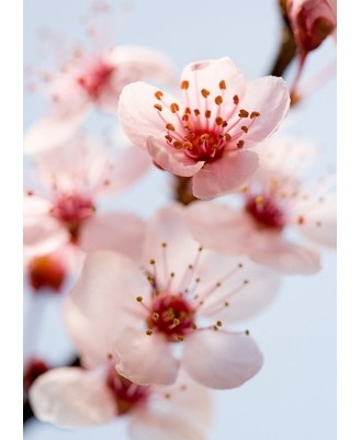 blossom, flower, flowers, photography, pink, white
