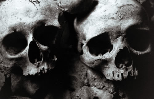 bones of skull. ones, photography, skull
