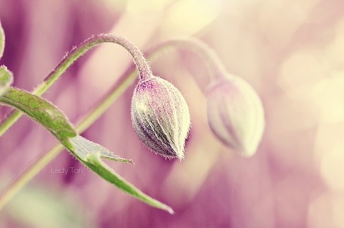 buds, design and flower