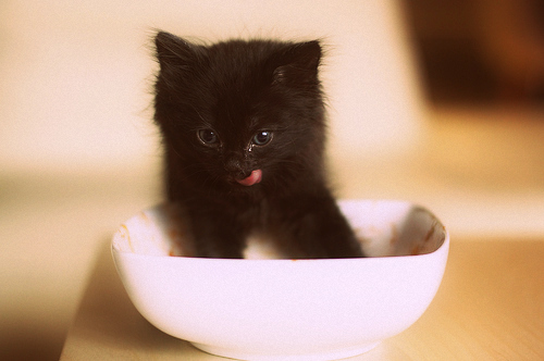 adorable, black and cat