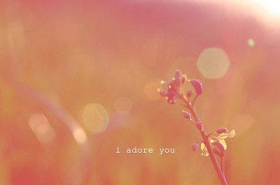 adore,  flower and  i adore you