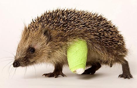 animal-animals-autsch-bandage-cast-cute-Favim.com-40145.jpg