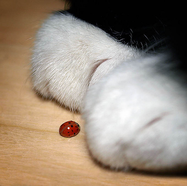 animal, cat, ladybird, ladybug, paws