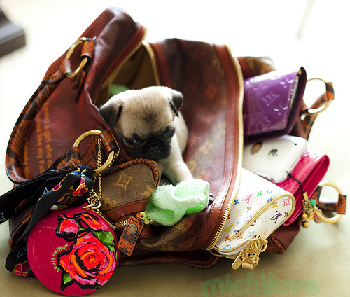 bag, dog and fashion