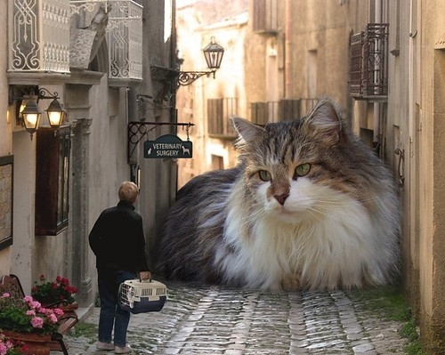 big-cat-cat-cats-city-cute-europe-Favim.com-39357.jpg