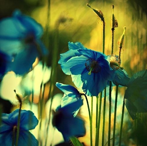 blue, flower and flowers