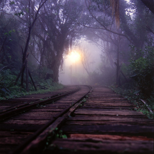 brown-fog-green-light-melancholy-pathway-Favim.com-39379.jpg