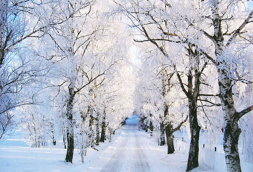 cold, pretty, runawaylove.blogg.no, snow, trees, white