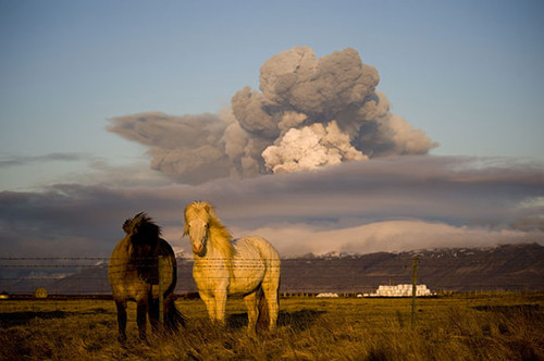 eruption, horse and horses