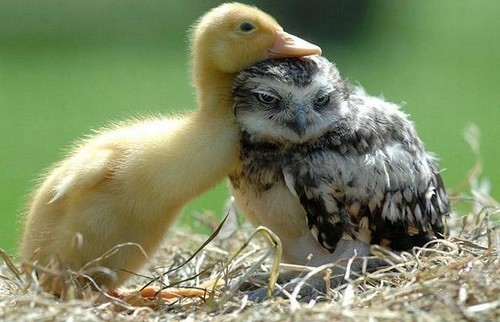 http://favim.com/orig/201105/11/animal-animals-babies-bird-birds-cute-Favim.com-40474.jpg