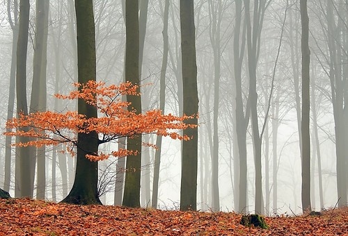 autumn, autumn forest and fall