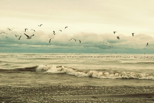 beach, birds and calm