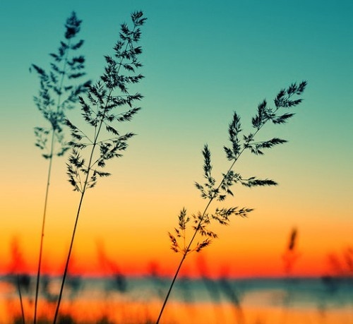 beach it, beautiful, color, colorful, flower, grasses