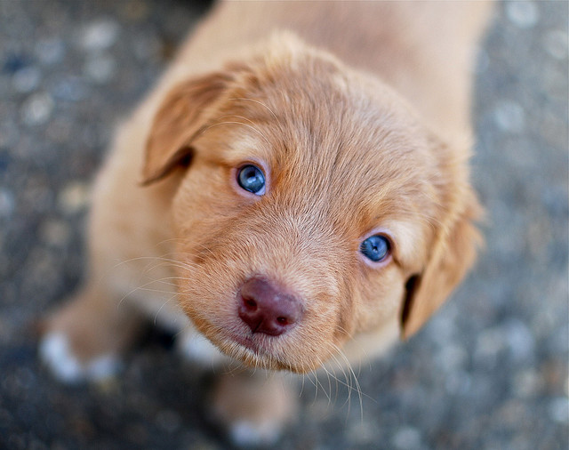 blue eyes, cute and dog