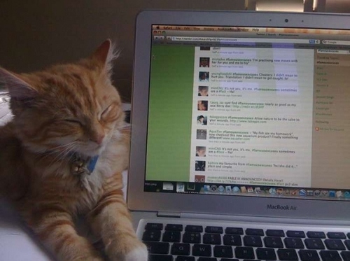 cat, cute and macbook