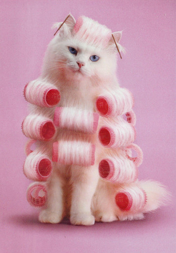 cats, fun and hair