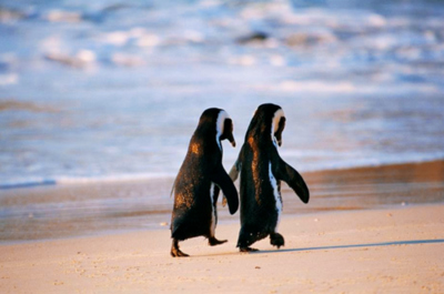 adorable, animals, cute, love, penguins