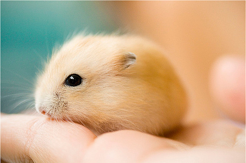 adorable, cute and hamster