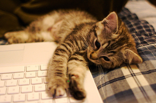 adorable, kitten and laptop
