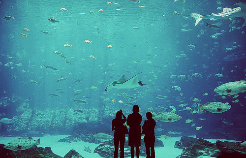 animals, fish, ocean, photograhpy, sea, shark