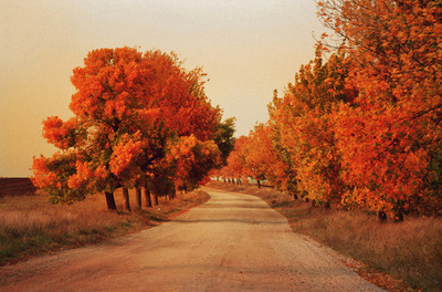 autumn,  fall and  nature
