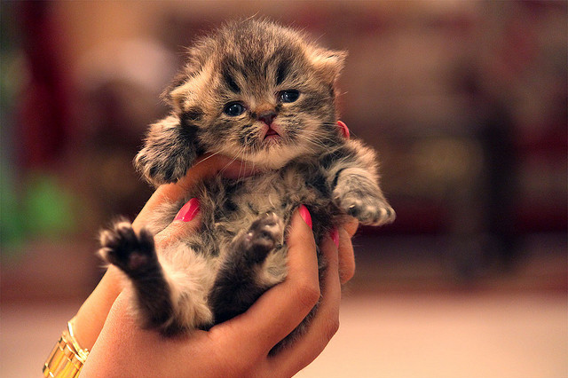awesome, cute and fluffy