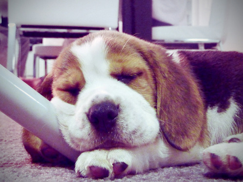 beagle, cute and my name is diesel
