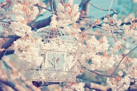 bird,  blossoms and  cage
