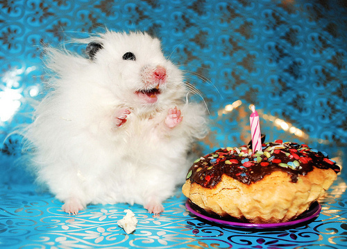 funny birthday hamster. irthday, bolo, cupcake, cute,