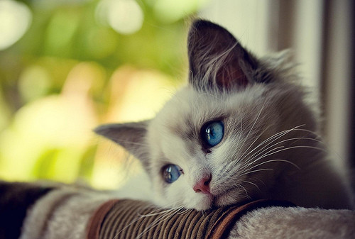 blue eyes, bokeh and cat