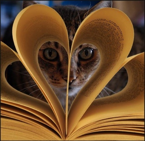 book, cat and gato