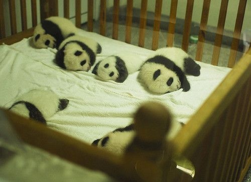 crib, cubs and cute