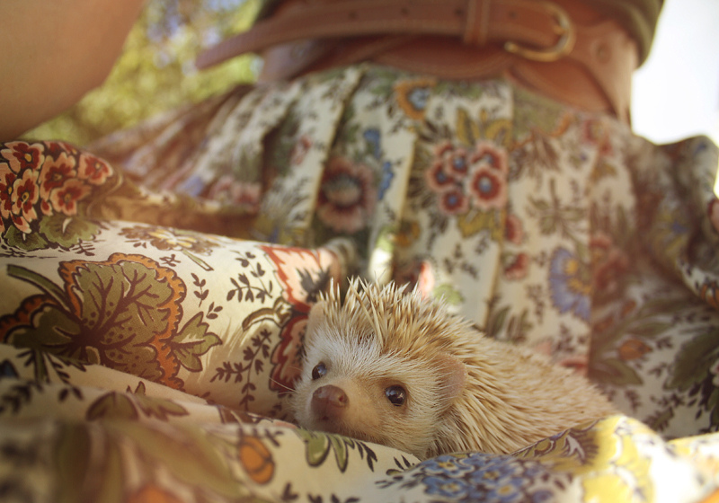 cute, dress and hedgehog