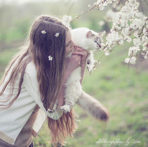 beautiful, cat and cherrytree