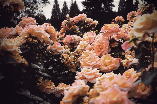 beauty, flowers, god, nature, peach, pink