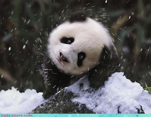 cute, djur and panda
