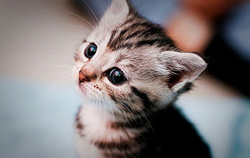 adorable-angelic-animal-baby-cat-cute-Fa