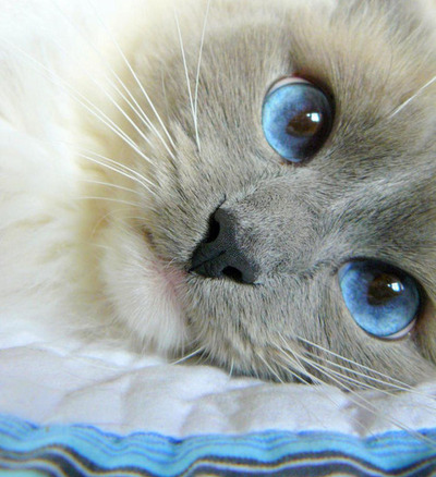 adorable, blue and cat