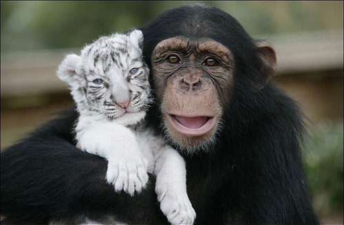 animal, ape and chimp