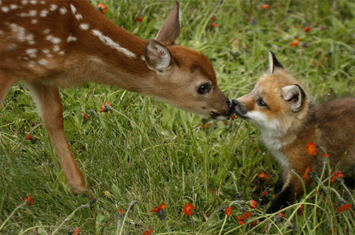baby animals, cub and deer