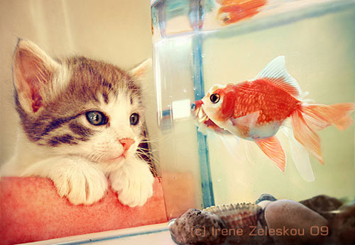 cute, fish and fish bowl