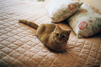 adorable,  bed and  cat