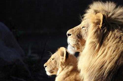 animals, cute and lion
